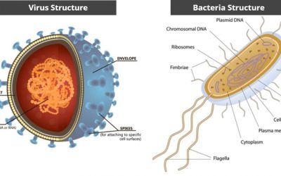 Virus vs virus. Бактерии vs вирусы. Viral structure. Virus versus bacteria in Size. Virus structure.