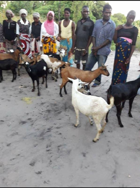 Goats donated by Tom Paladino for Women of Wasa village
