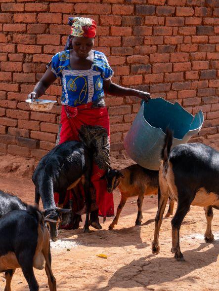 Furaha Mnkondya feeding goats that were gifted to the community. 