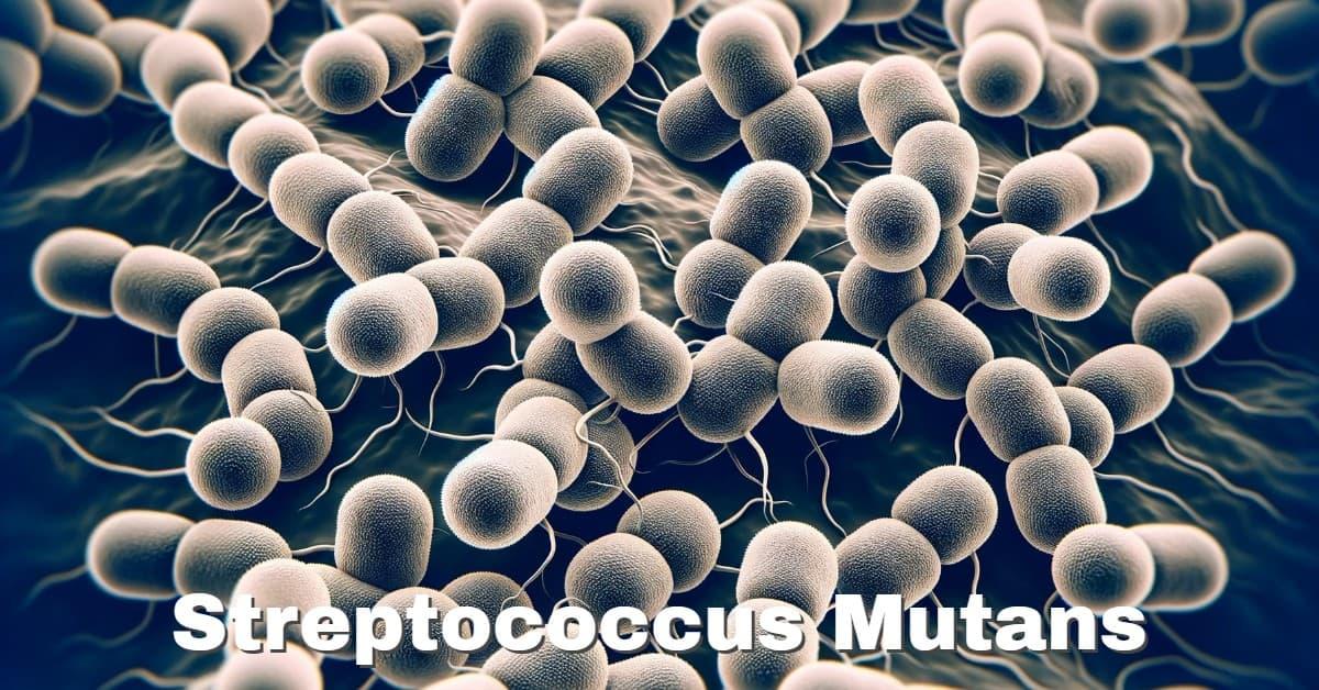 Streptococcus Mutans