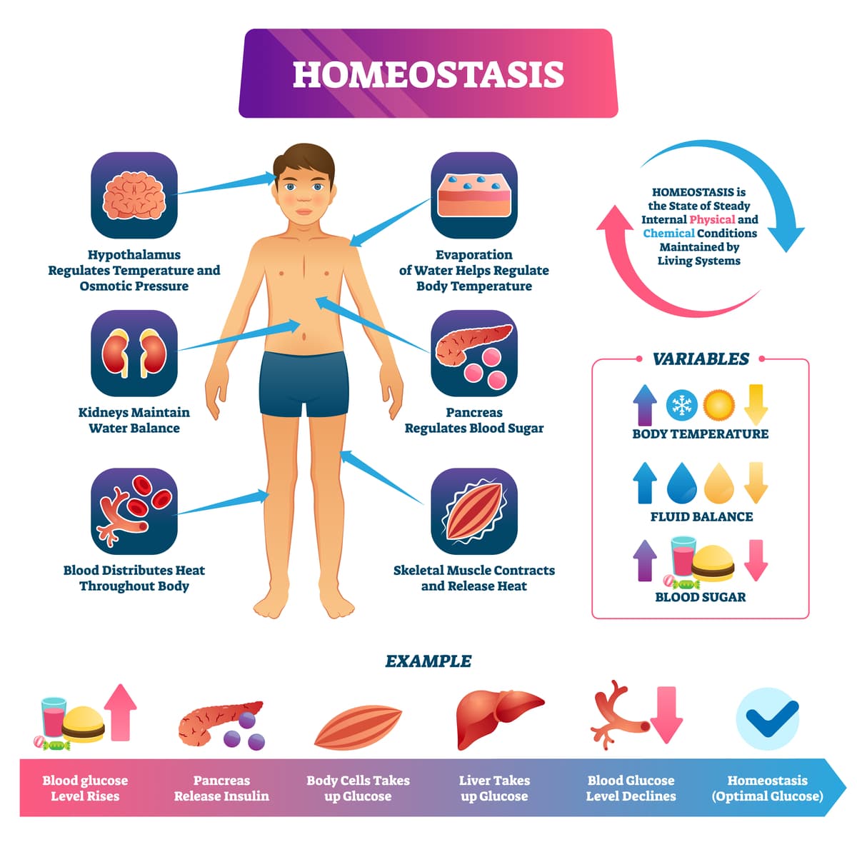Homeostasis infographic