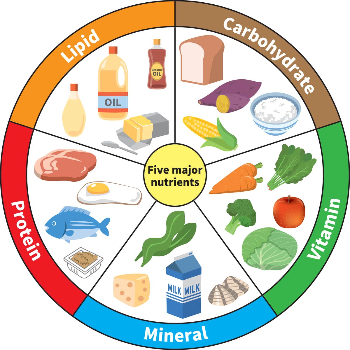 Major Nutrients infographic