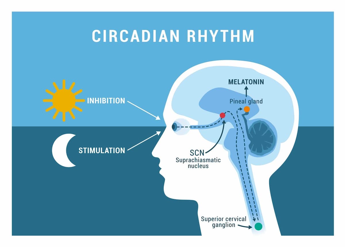 Ritmes circadians
