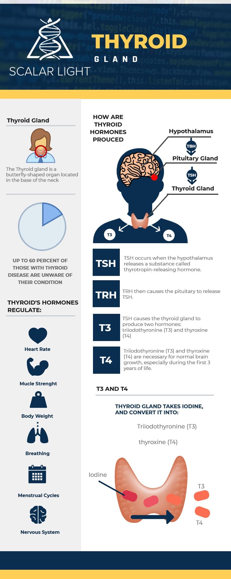 The Thyroid Gland Explained (Infographic)