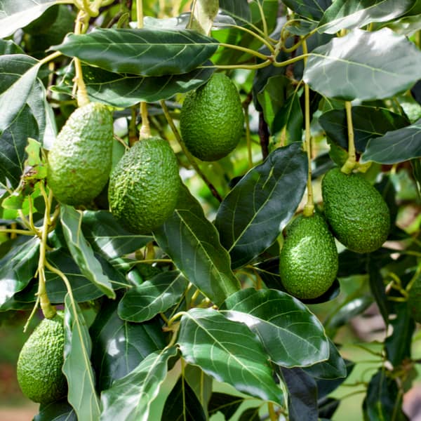 Avocado fruits hanging from branches of the tree