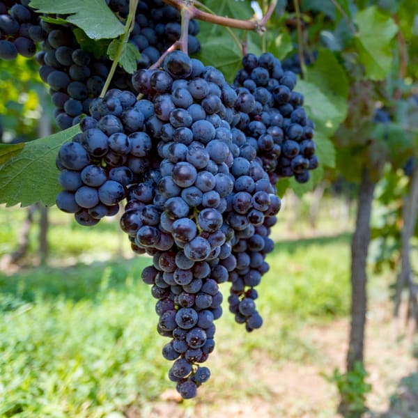 a bunch of black grapes hanging from a vine