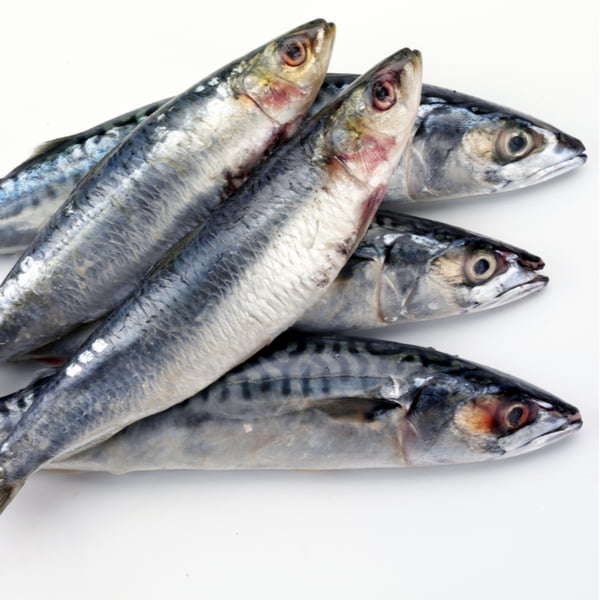 fresh oily fish, sardines and mackerel