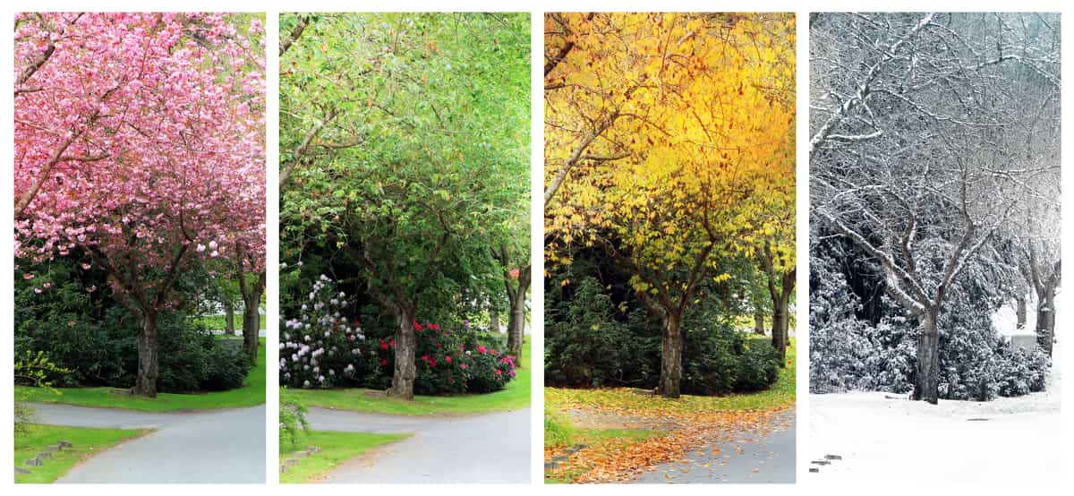 the same tree pictured during a yearly cycle, Spring, Summer, Fall, and Winter