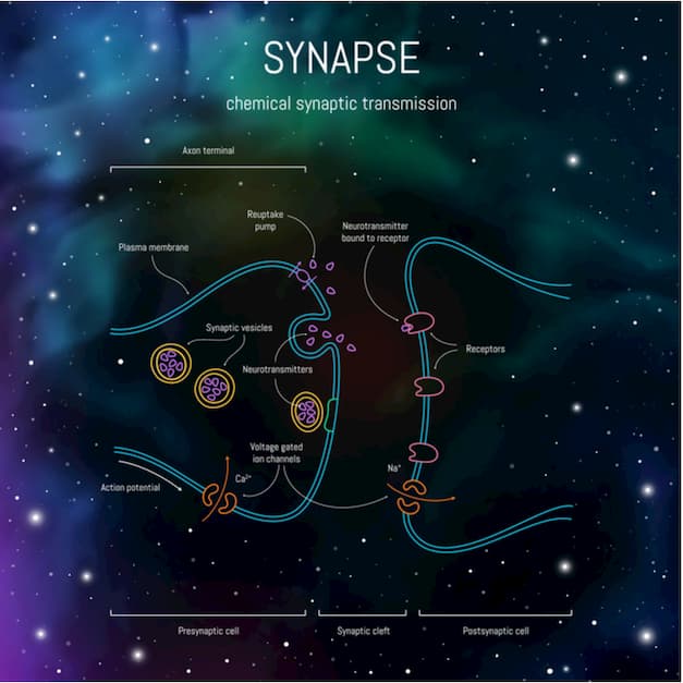 Synaptic cleft structure. Axons, dendrites synaptic terminals and neurotransmitters. Neuroscience infographic on space background.