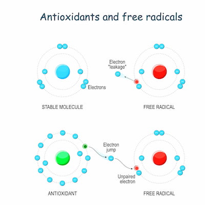 Antioxidant donates electron to a free radical