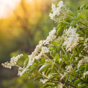 Elderberry Flowers on a Bush at Sunset in Summer