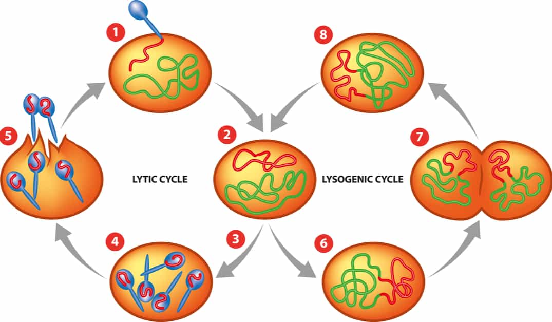 Simplified illustration of Lytic and Lysogenic cycle.