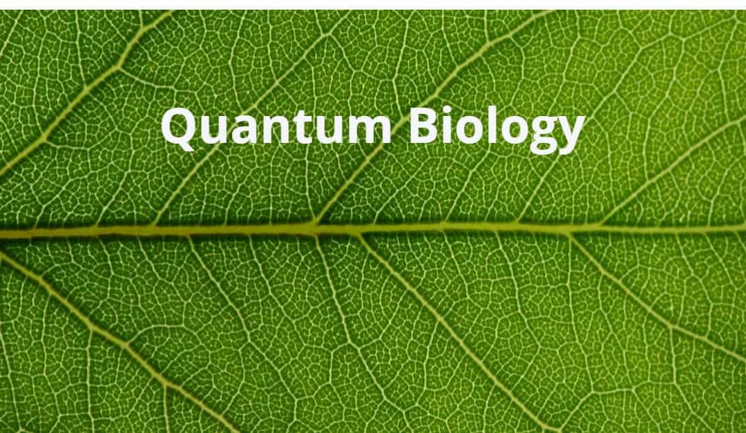 What is Quantum Biology?