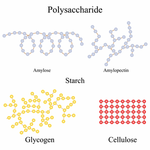 Illustration of Polysaccharide molecular structures