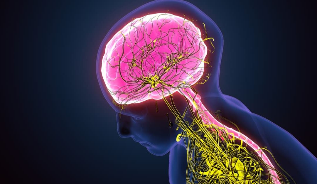 3d illustration of Human brain nervous system medical illustration diagram with parasympathetic and sympathetic nerves