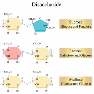 Illustration of Disaccharides