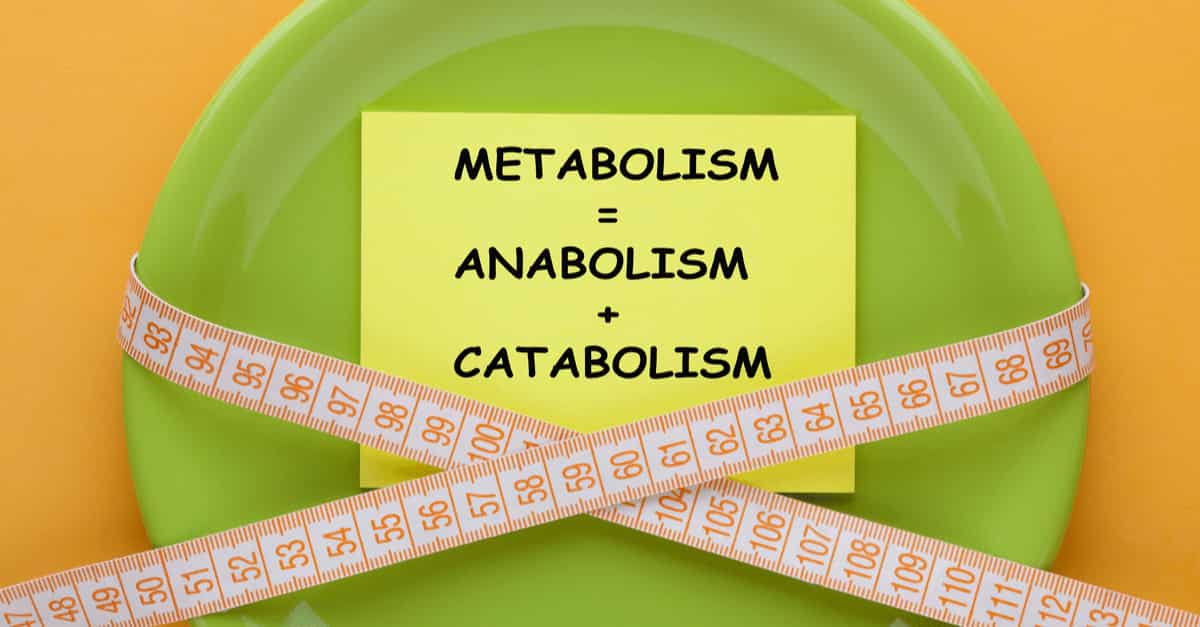 Metabolism concept diagram on note in plate with measuring tape. Anabolism + Catabolism = Metabolism