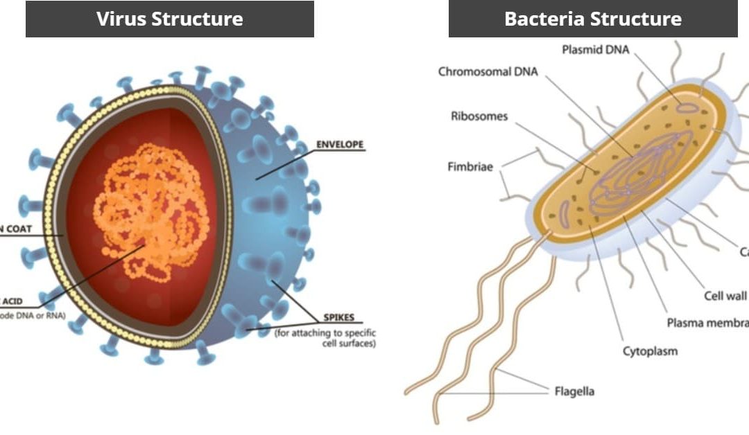 Structure of a virus cell and a bacteria cell with descriptions