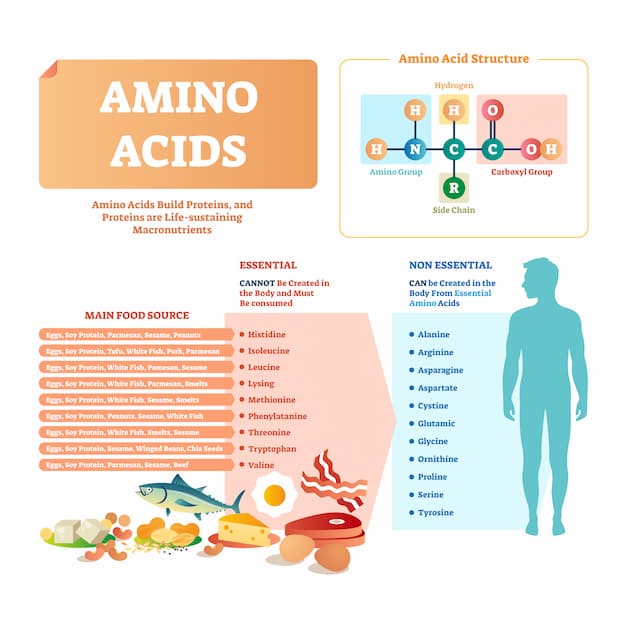 Amino acids vector illustration. List with food and its essential acids. Healthy and well balanced nutrition meal to get necessary chemical elements like histidine, lysing, valine, leucine and others.