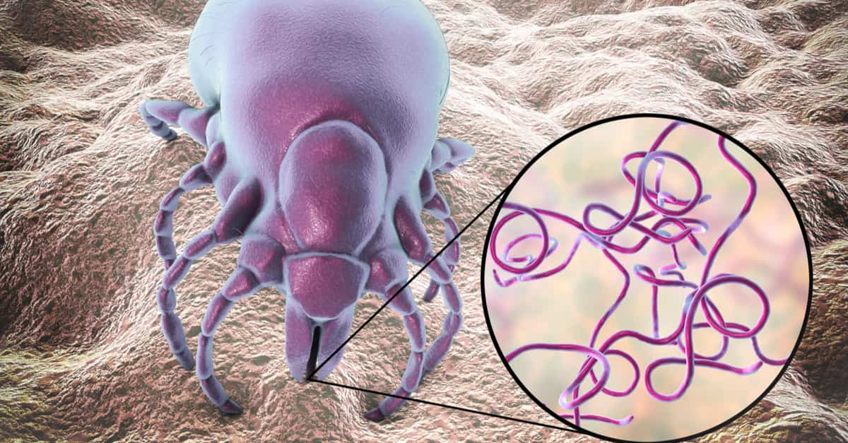 Tick releasing bacteria into skin