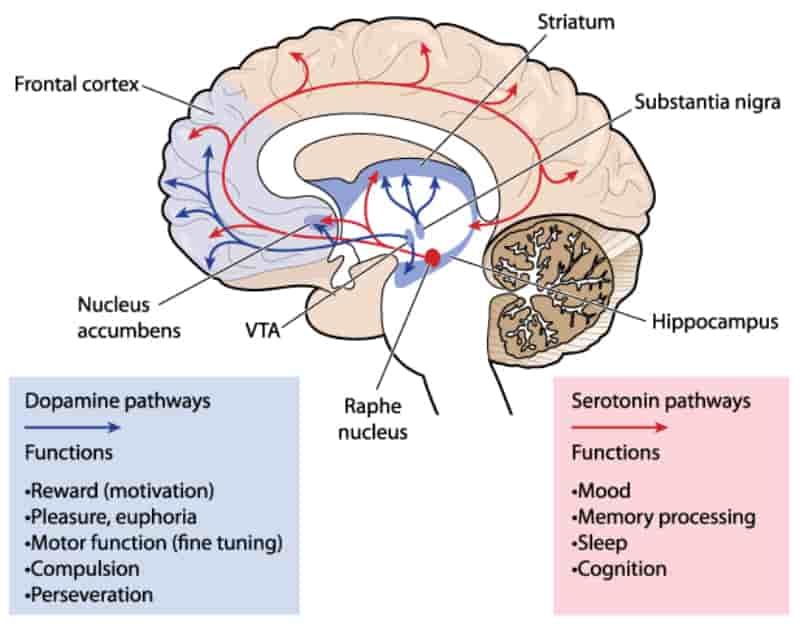 Cross section through the brain showing the dopamine and serotonin pathways
