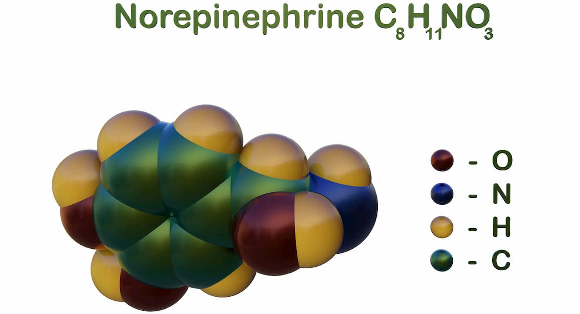 Structural chemical formula and space-filling molecular model of norepinephrine