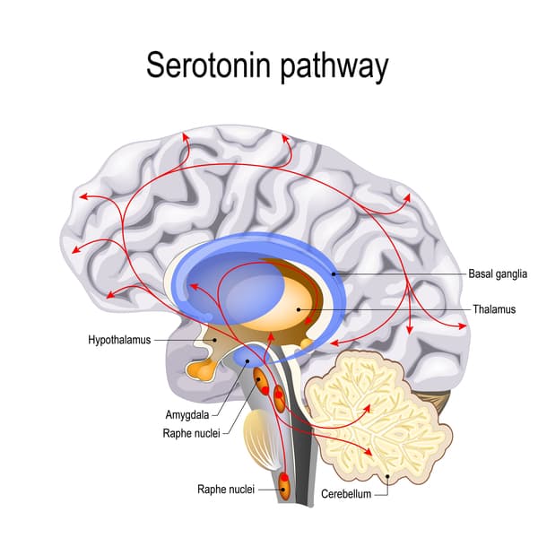 Humans brain with serotonin pathways infographic