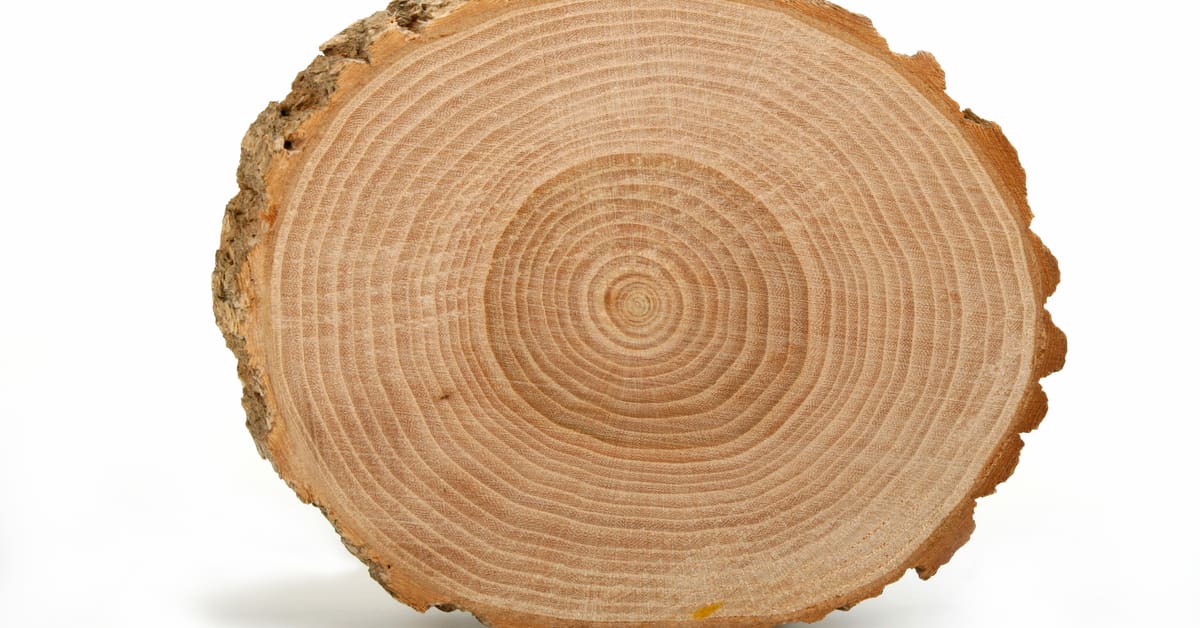 Cross section of tree trunk showing growth rings on white background
