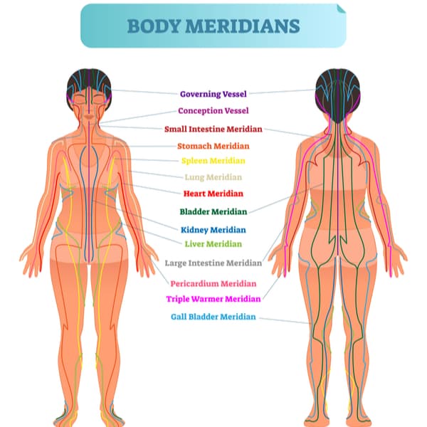 Body meridian system vector illustration 