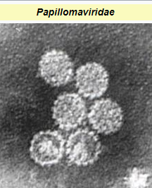 The Papilloma Virus