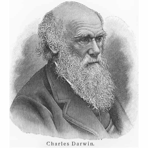 Sketch of Charles Darwin who made one of the greatest science discoveries - theory of natural selection