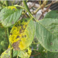 Photo shows a close up of some leaves of roses infected by blackspot fungus due to bad indoor plant health