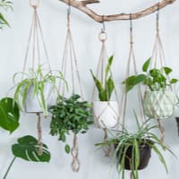 Six jute twine macrame plant hangers are hanging from a driftwood branch.