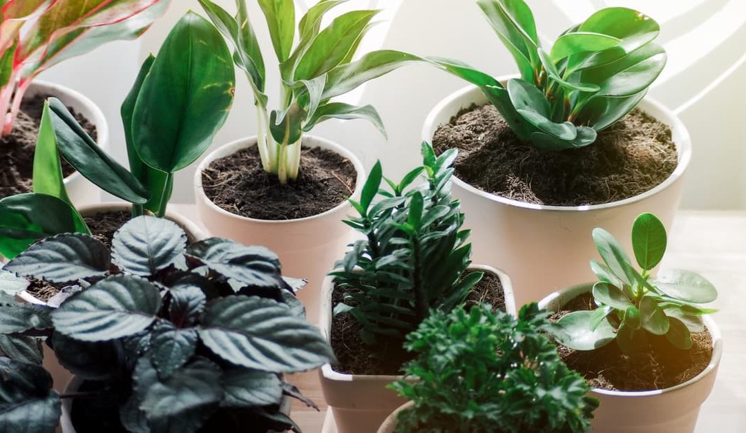 How to Best Meet Indoor Plant Health Needs