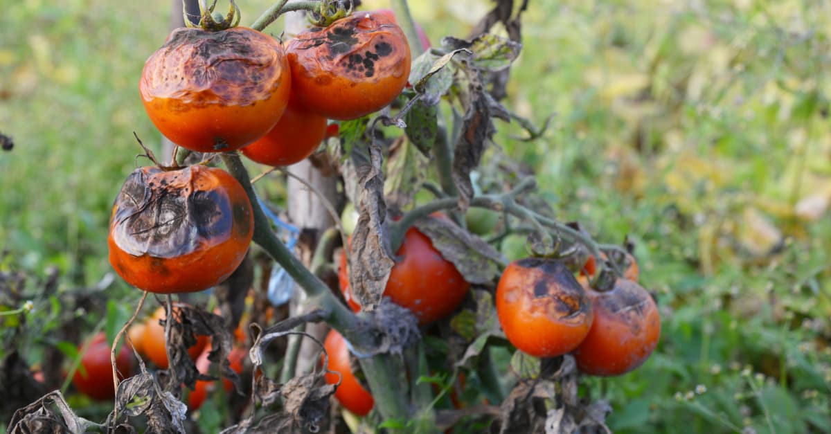 Tomatoes with late blight symptoms