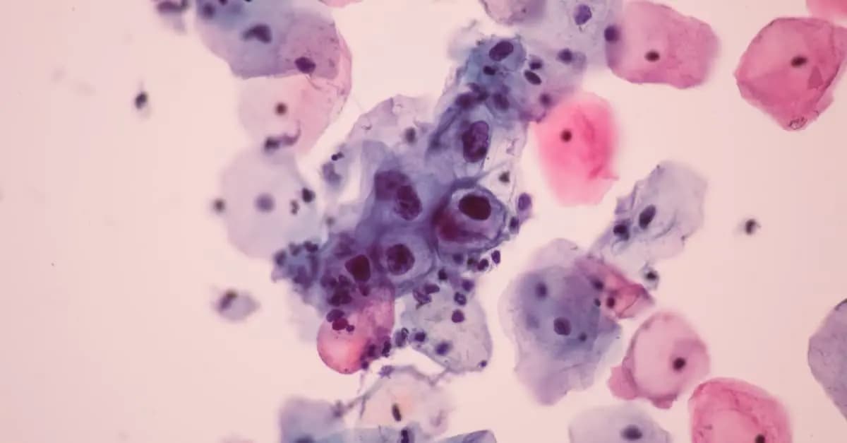 The Papilloma Virus under a microscope