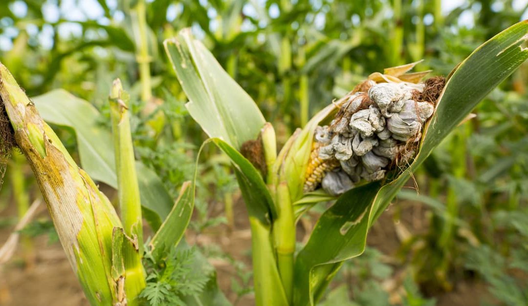 Corn smut is a plant disease caused by the pathogenic fungus Ustilago maydis that causes smut on maize and teosinte.
