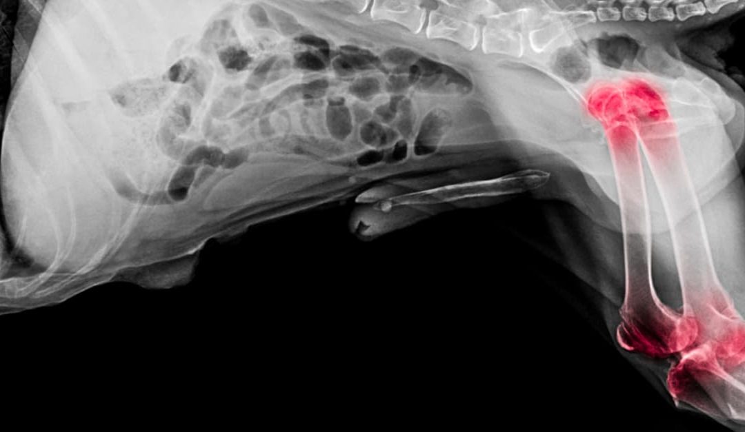 X-ray of dog, lateral view with red highlight in hip and knee joint pain areas