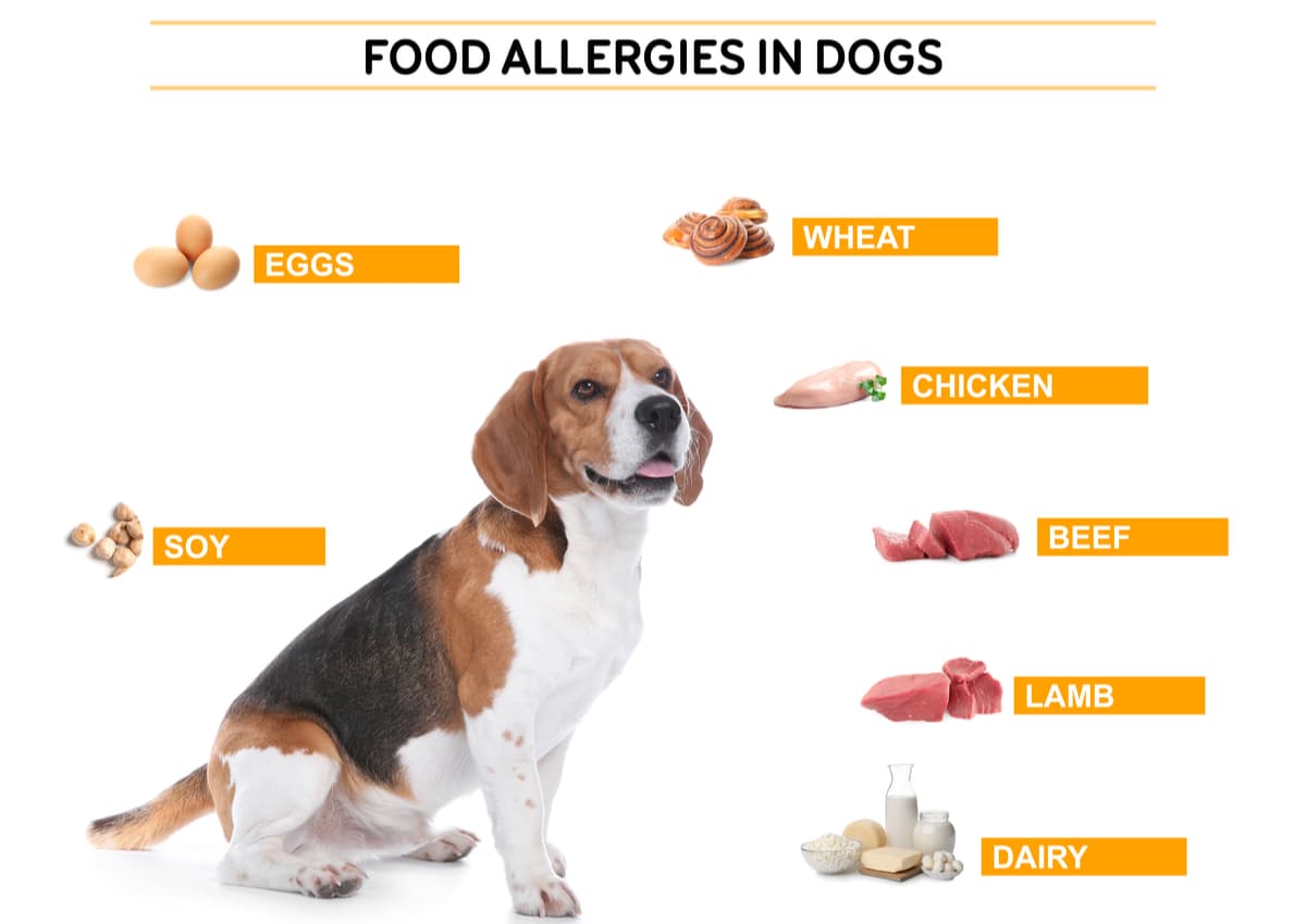 Beagle with surrounded by food which can cause dog skin allergies