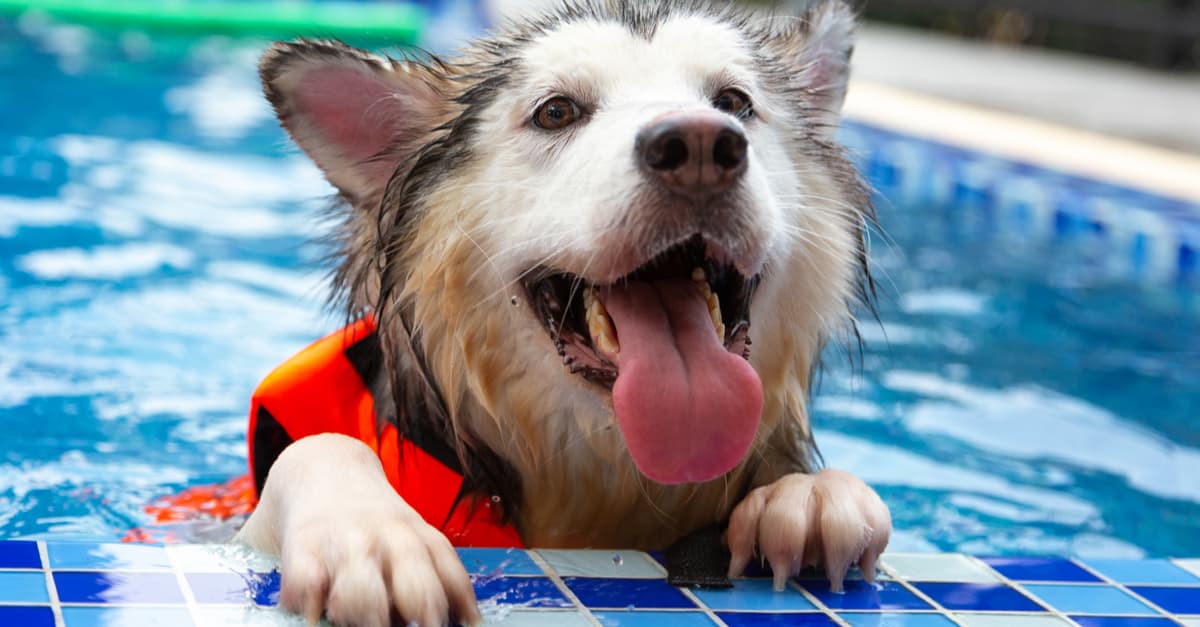 An Alaskan Malamute swimming in the pool. Water therapy for pets recovering from surgery, due to arthritis issues