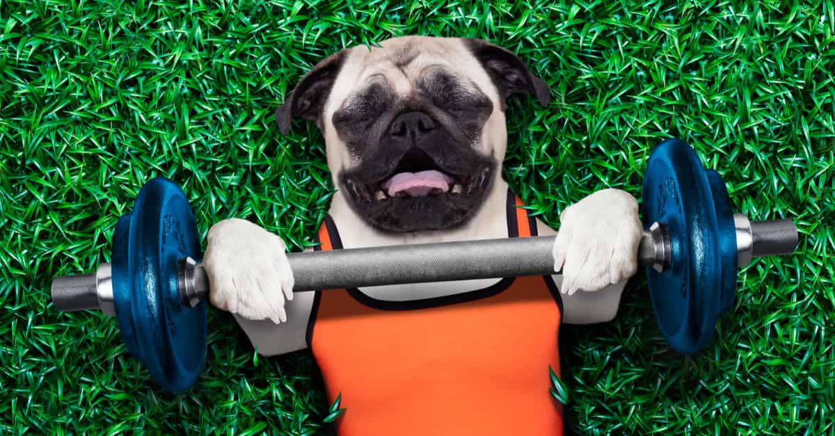 Pug exercising lifting dumbbell as exercise which is good joint care for dogs