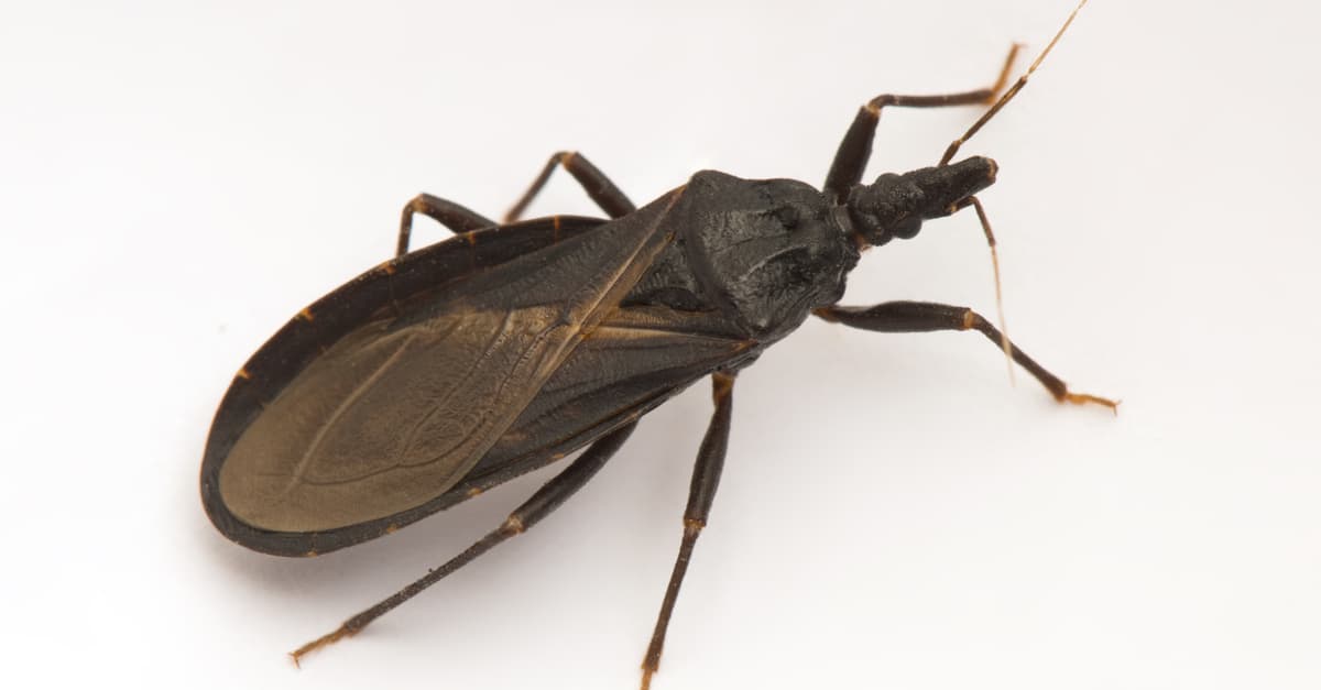 The triatomine bug or the kissing bug is more active at night