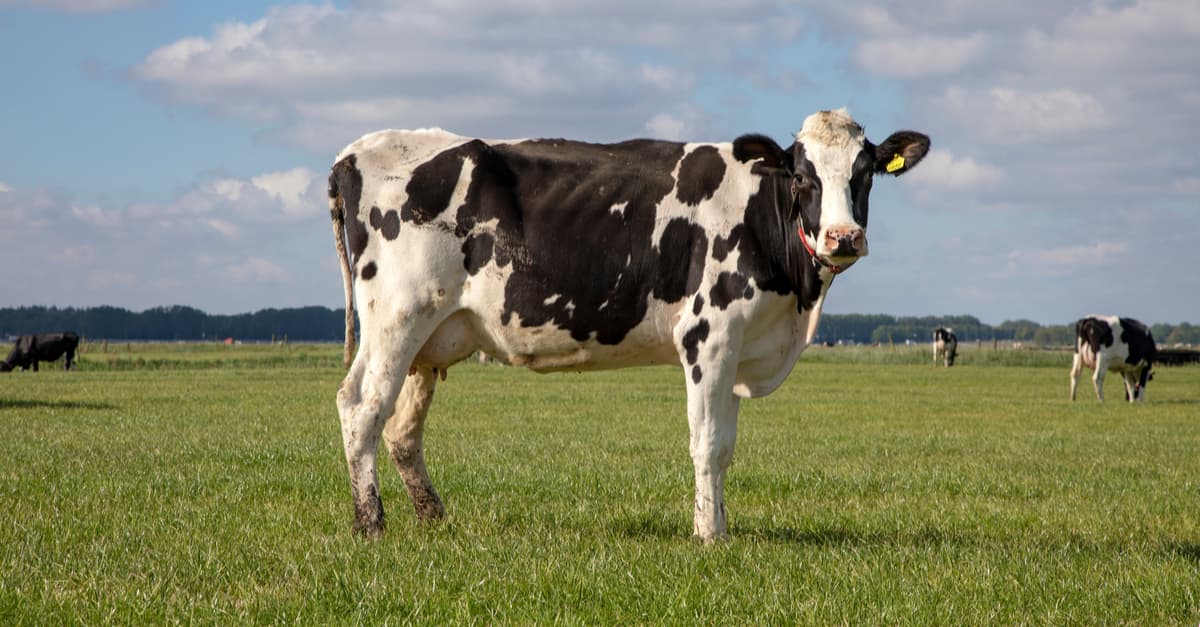 Mainly adult Holstein-Friesian dairy cows succumbed to Mad Cow Disease