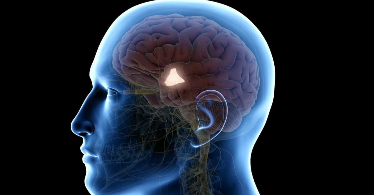 An image if a brain with the location of the hypothalamus highlighted