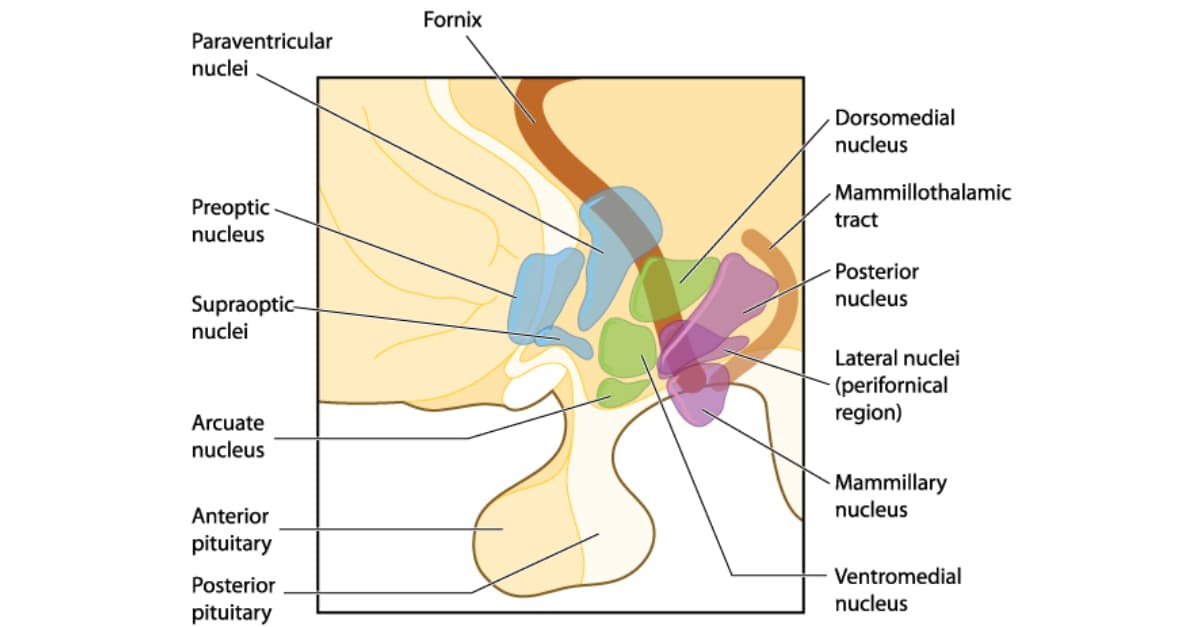 Names and locations of the hypothalamic nuclei of the brain