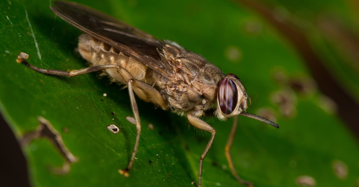 Tsetse fly bites cause african trypanosomiasis