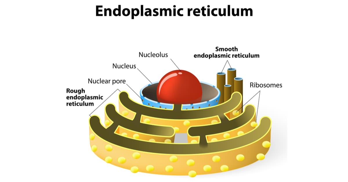 Endoplasmic reticulum is a continuous membrane