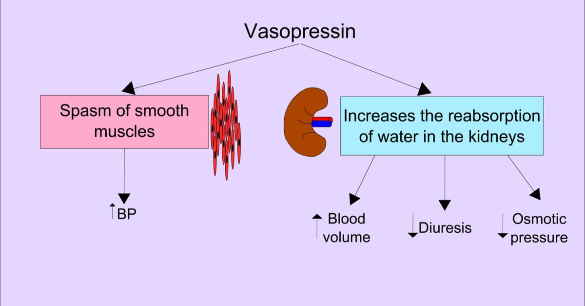 Functions of Vasopressin